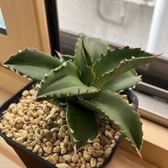 アガベ  　チタノタ  　ソーラエクスプレス 狂刺夕映厳龍  多肉植物　観葉植物の画像