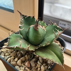 アガベ　チタノタ　スーパーシーザー　凱撒　多肉植物　観葉植物の画像