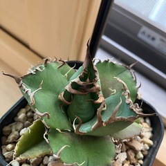 アガベ　チタノタ　スーパーシーザー　凱撒　多肉植物　観葉植物の画像