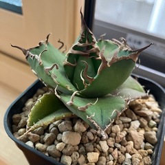 アガベ　チタノタ　スーパーシーザー　凱撒　多肉植物　観葉植物の画像