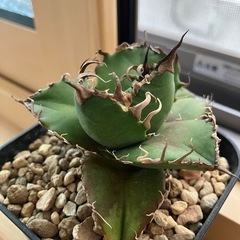 アガベ　チタノタ　スーパーシーザー　凱撒　多肉植物　観葉植物の画像