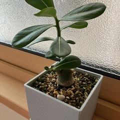 2025.08.09撮影　①アデニウム　オベスム　鉢ごと　塊根植物　観葉植物の画像
