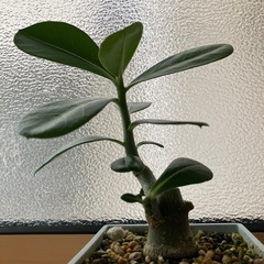 2025.08.09撮影　①アデニウム　オベスム　鉢ごと　塊根植物　観葉植物の画像