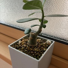 2025.08.09撮影　①アデニウム　オベスム　鉢ごと　塊根植物　観葉植物の画像