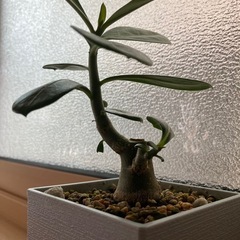 2025.08.09撮影　①アデニウム　オベスム　鉢ごと　塊根植物　観葉植物の画像