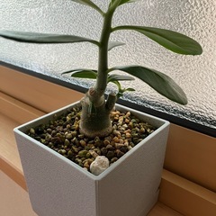 2025.08.09撮影　①アデニウム　オベスム　鉢ごと　塊根植物　観葉植物の画像