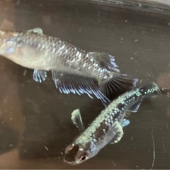 ②ﾐｯﾄﾞﾅｲﾄﾌﾘﾙﾒﾀﾞｶ稚魚10匹の画像
