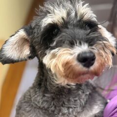 シュナウザー５歳