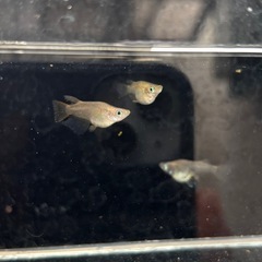 だるまメダカ3匹 （オス1 メス2）の画像