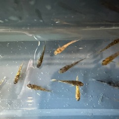 メダカ　　若魚　鹿行ブリード　ぱれっとブリードの画像