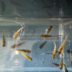 メダカ　　若魚　鹿行ブリード　ぱれっとブリードの画像