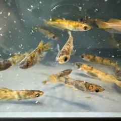 メダカ　　若魚　鹿行ブリード　ぱれっとブリードの画像