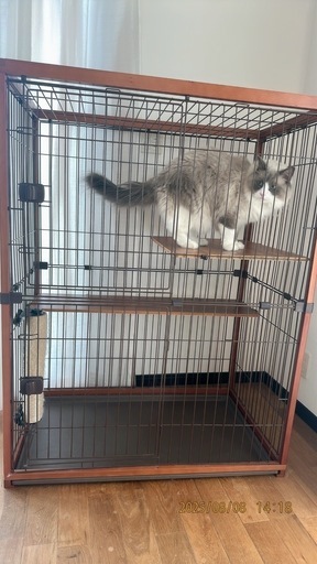 キャットゲージ