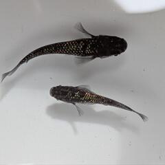 サバンナメダカブリード　ブルームーンメダカオス1メス2の画像