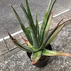 🌻アロエベラ　大　2個あります。一個の価格です。🌻の画像