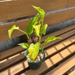 クワズイモの画像