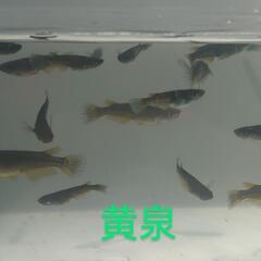 黄泉（メダカ）１０匹の画像