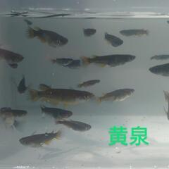 黄泉（メダカ）１０匹の画像