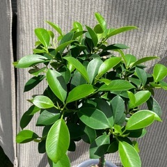 健康とたくさんの幸せ（花言葉）
🌳小さい品種 ガジュマルの画像
