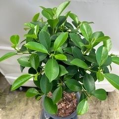 健康とたくさんの幸せ（花言葉）
🌳小さい品種 ガジュマルの画像