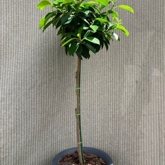 健康とたくさんの幸せ（花言葉）
🌳小さい品種 ガジュマルの画像