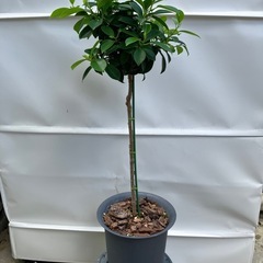 健康とたくさんの幸せ（花言葉）
🌳小さい品種 ガジュマルの画像