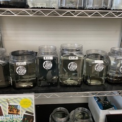 宇部新鮮館厚南店　メダカ　めだかの画像