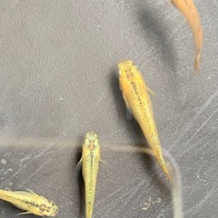 メダカ　メタルコブラアースアイ　1ペアの画像