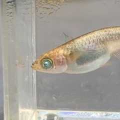 メダカ　メタルコブラアースアイ　1ペアの画像