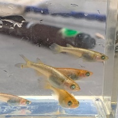 メダカ　メタルコブラアースアイ　1ペアの画像