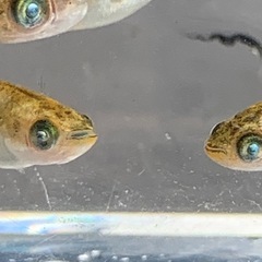 メダカ　メタルコブラアースアイ　1ペアの画像