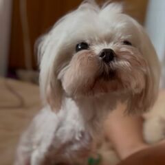 マルチーズ５歳