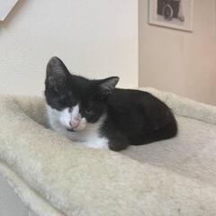 片目の可愛いウィンクちゃん - 猫