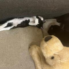 片目の可愛いウィンクちゃん − 埼玉県