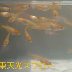 東天光スワロー（メダカ）１０匹の画像