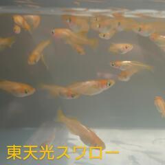 東天光スワロー（メダカ）１０匹の画像
