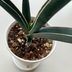 ランキングキーワードに紐づく投稿画像-観葉植物