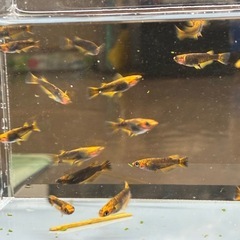 めだか　五式タイプR   
1ペアの画像