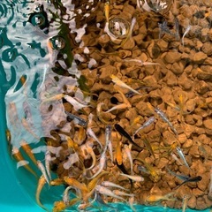 メダカミックス　100匹の画像