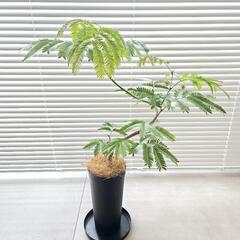◼️エバーフレッシュ◼️曲がり　65センチの画像