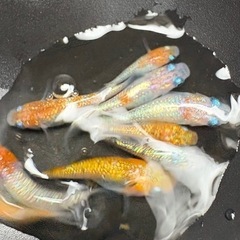 【はやたんメダカ】 値下げ！☆高級ラメメダカMIX☆ 成魚 5匹セット 産卵サイズ 格安販売の画像