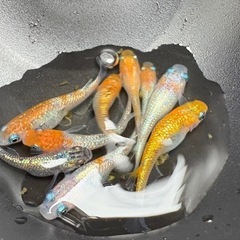 【はやたんメダカ】 値下げ！☆高級ラメメダカMIX☆ 成魚 5匹セット 産卵サイズ 格安販売の画像