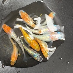 【はやたんメダカ】 値下げ！☆高級ラメメダカMIX☆ 成魚 5匹セット 産卵サイズ 格安販売の画像