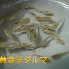 黄金光半ダルマ（メダカ）10匹の画像