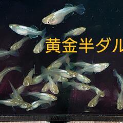 黄金光半ダルマ（メダカ）10匹の画像