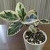 ランキングキーワードに紐づく投稿画像-観葉植物