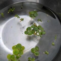 水草  の画像
