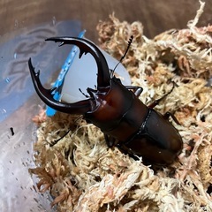 トカラノコギリクワガタ　トリプルの画像