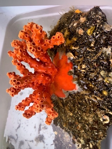 サンゴ 珊瑚 価格要相談