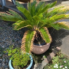 ソテツ🌴の画像